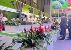 Different pineapple and new red start varieties by the Delushi Group.